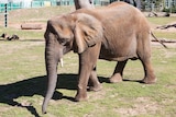 Australia's last African Elephant 'Cuddles'