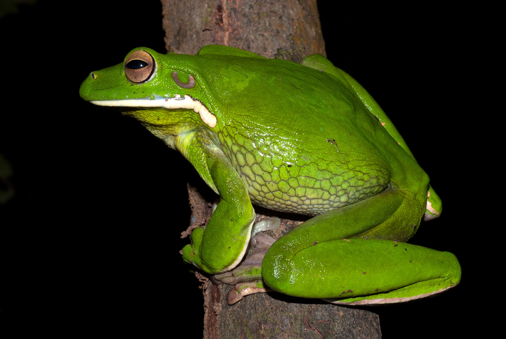 'Garbage guts' tree frog catches and eats sunbird