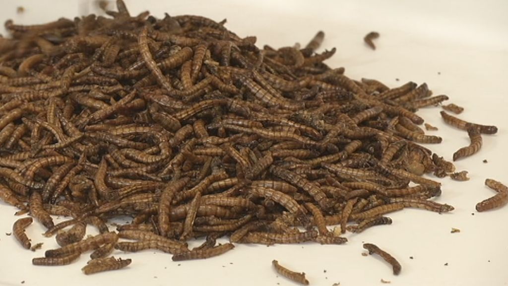 Chicken, lamb....cockroaches? - ABC News