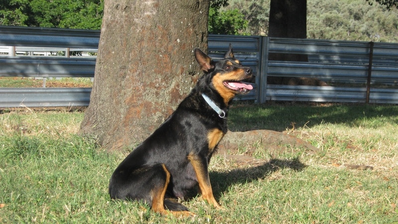 Good genetics are essential when breeding a good working dog