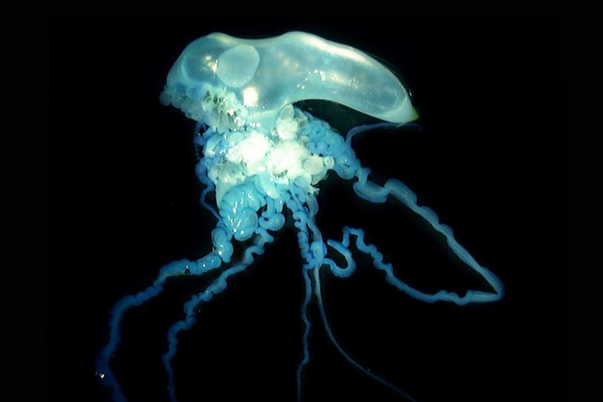 A rare giant bluebottle with many tentacles