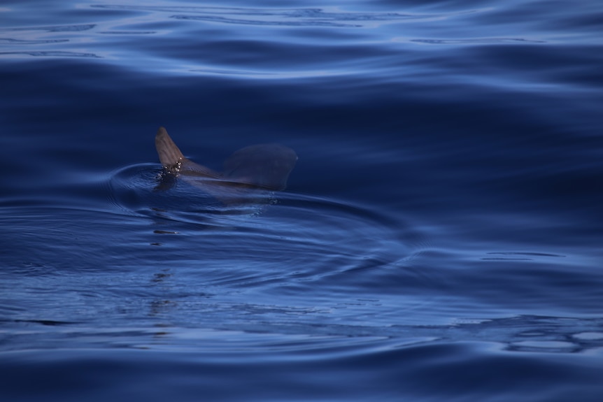 A grey fish fin sticks out of the blue water.