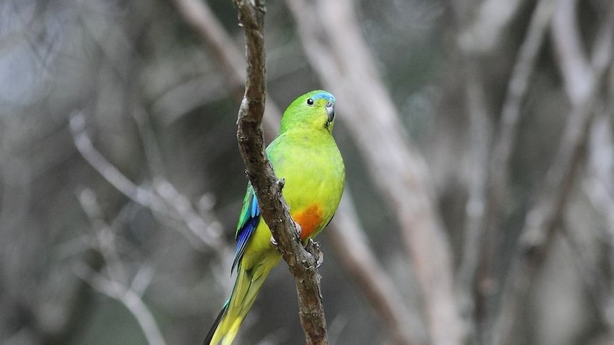 Orange-bellied parrot