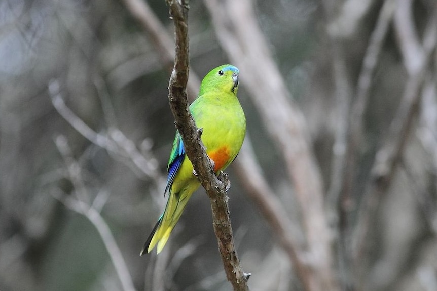 Orange-bellied parrot