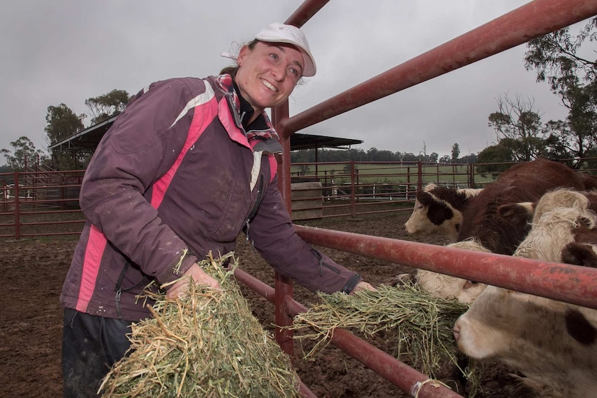 A woman holding hay out to cattle in a pen