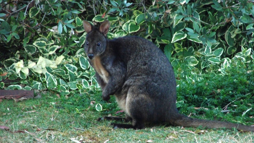 A Tasmanian wallaby