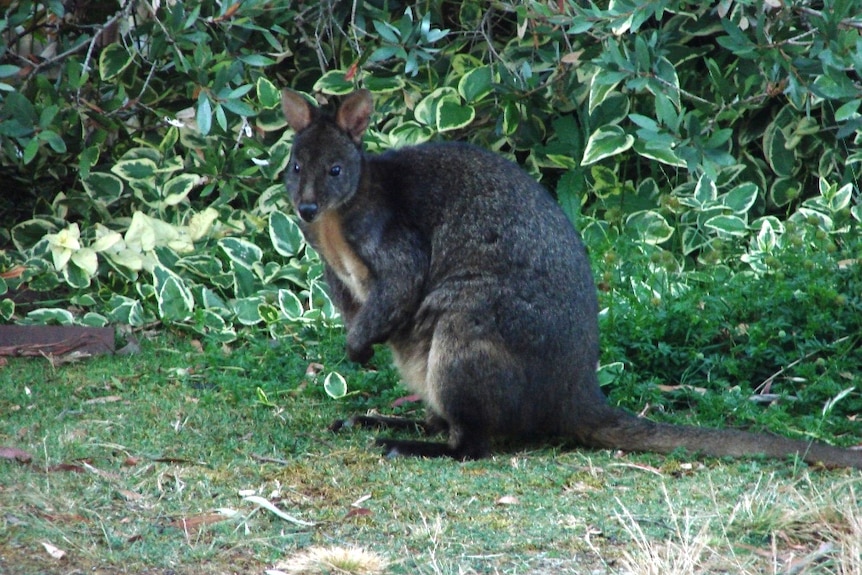 A Tasmanian wallaby