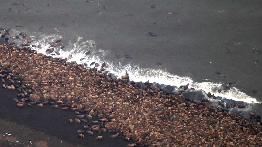 Some of the estimated 35,000 walruses on the coast of Alaska.