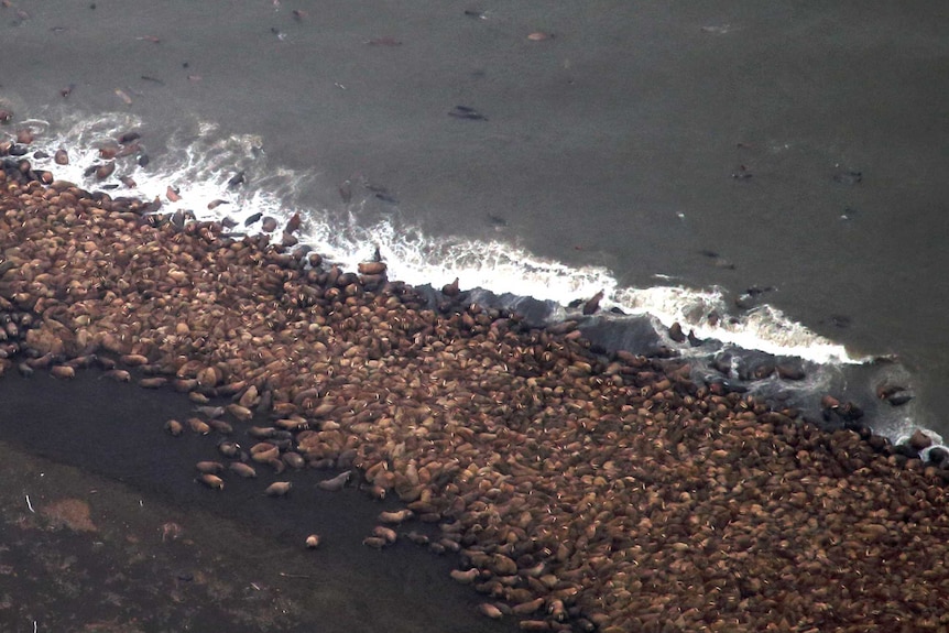 Some of the estimated 35,000 walruses on the coast of Alaska.