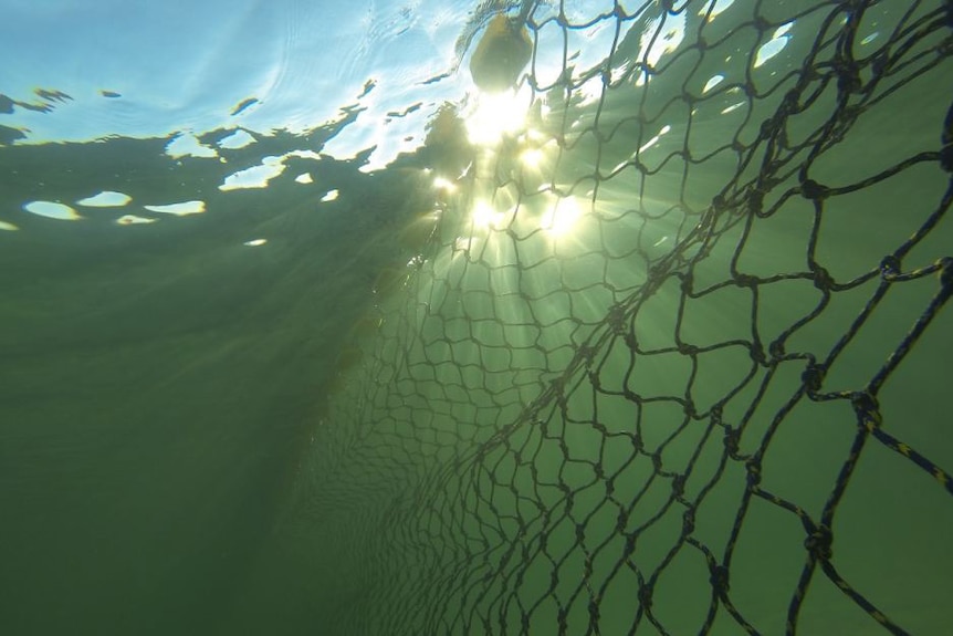 A picture from under water of a shark net with the sun shining through the surface.