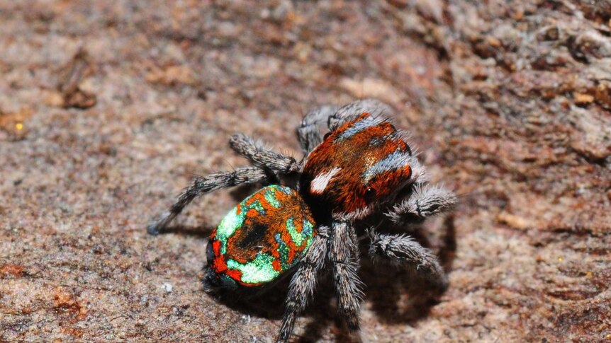 Maratus calcitrans.