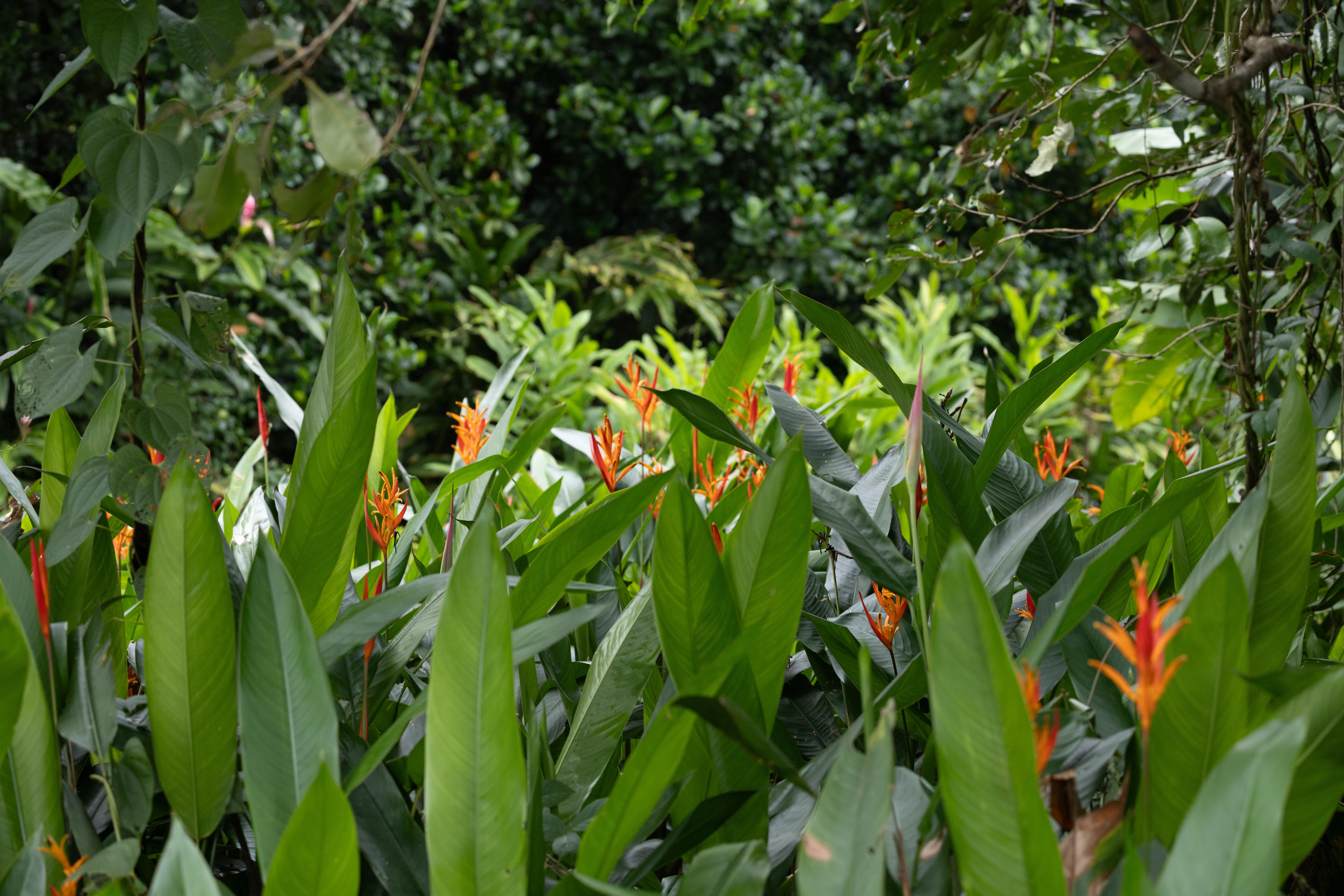 Orange flowers in green garden 