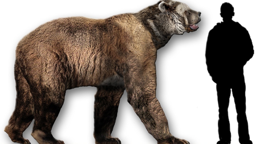 Reconstruction of a giant prehistoric bear (Arctodus simus) from North America showing next to a human silhouette