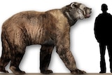 Reconstruction of a giant prehistoric bear (Arctodus simus) from North America showing next to a human silhouette