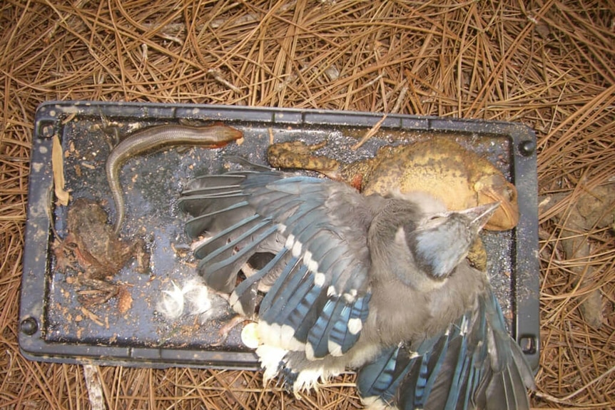 Frogs, a lizard and a bird stuck to a glue trap.
