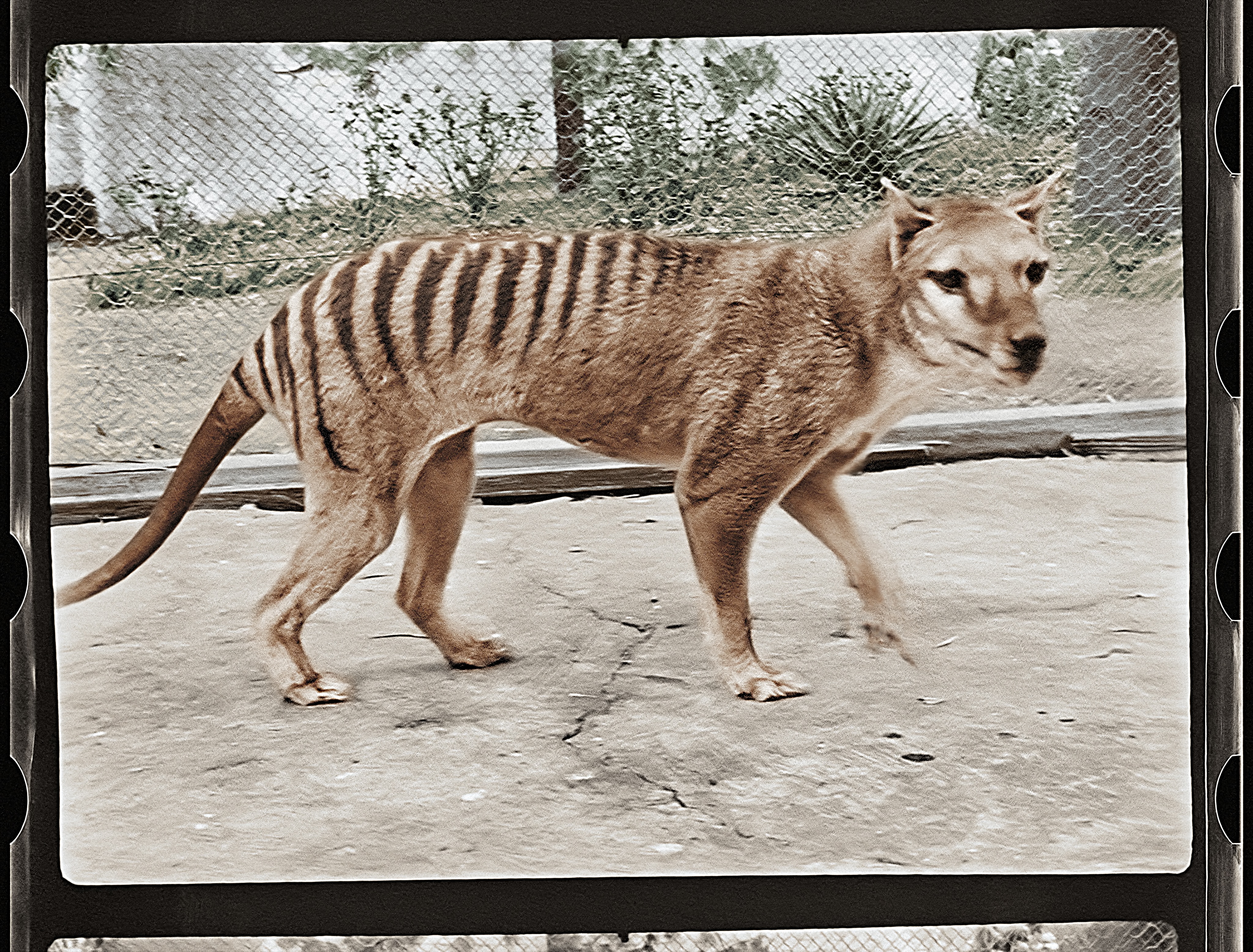 Footage Of Last-known Surviving Tasmanian Tiger…