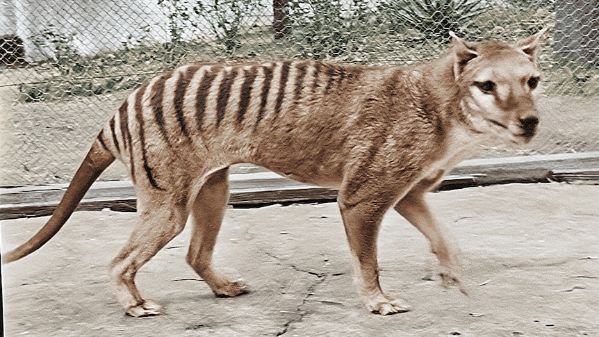 A Tasmanian tiger stands in an enclosure.