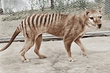 A Tasmanian tiger stands in an enclosure.