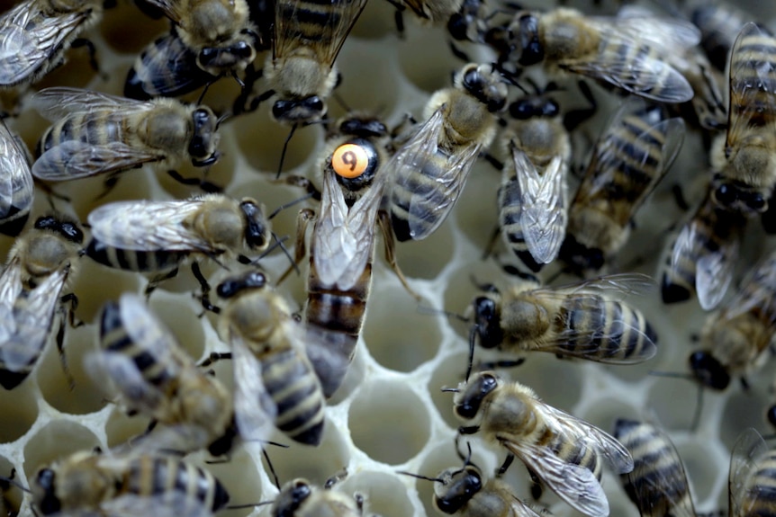 Bees that have been tagged by scientists.