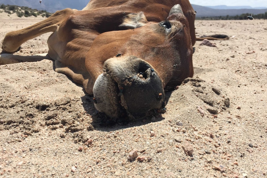 A cow that died of starvation in the Horn of Africa.