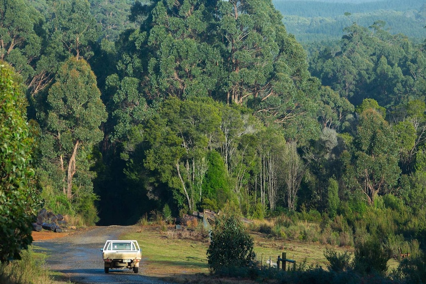 Driving into the green forest of north west Tasmania