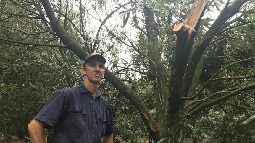Brett Newell standing in front of a damaged macadamia trees.