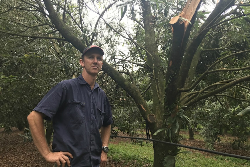 Brett Newell standing in front of a damaged macadamia trees.