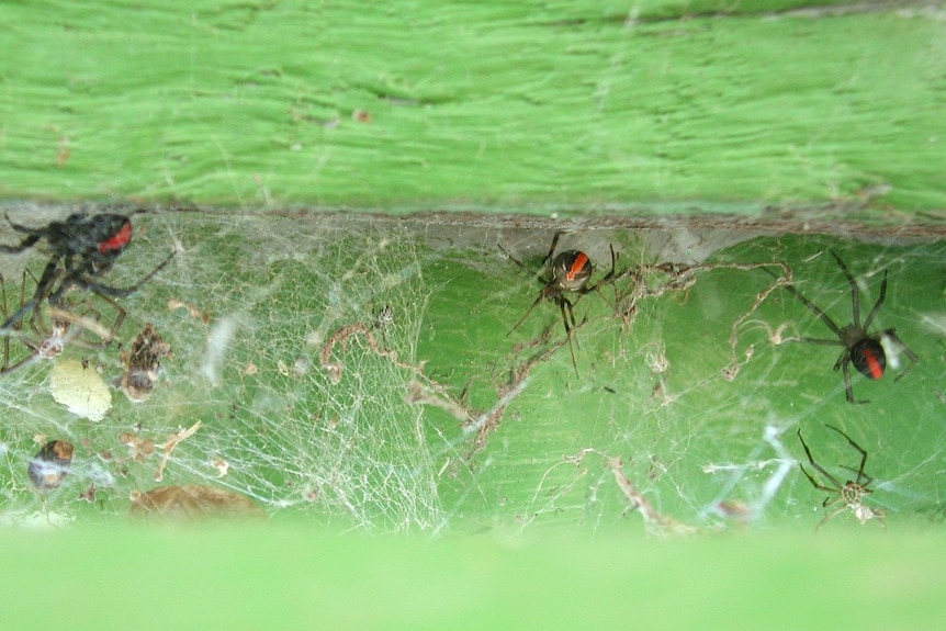 Red-back web