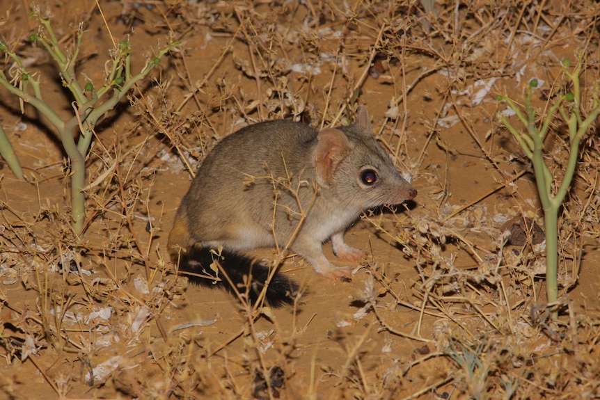 A close-up of a tiny marsupial in the desert.