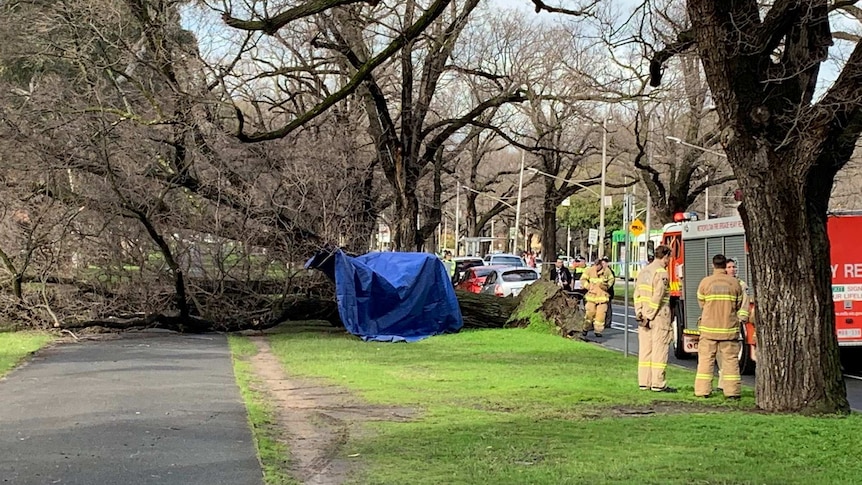 A large tree fallen across a bike path through a green park.