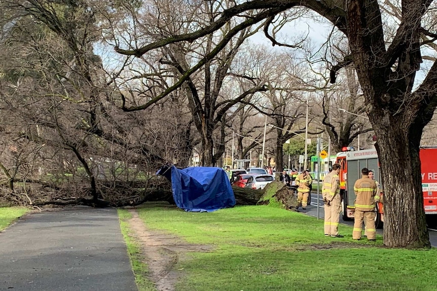 A large tree fallen across a bike path through a green park.