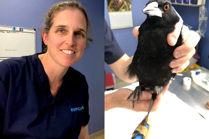 Composite photo of a woman in a blue medical shirt and a magpie with a makeshift boot on