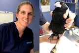 Composite photo of a woman in a blue medical shirt and a magpie with a makeshift boot on