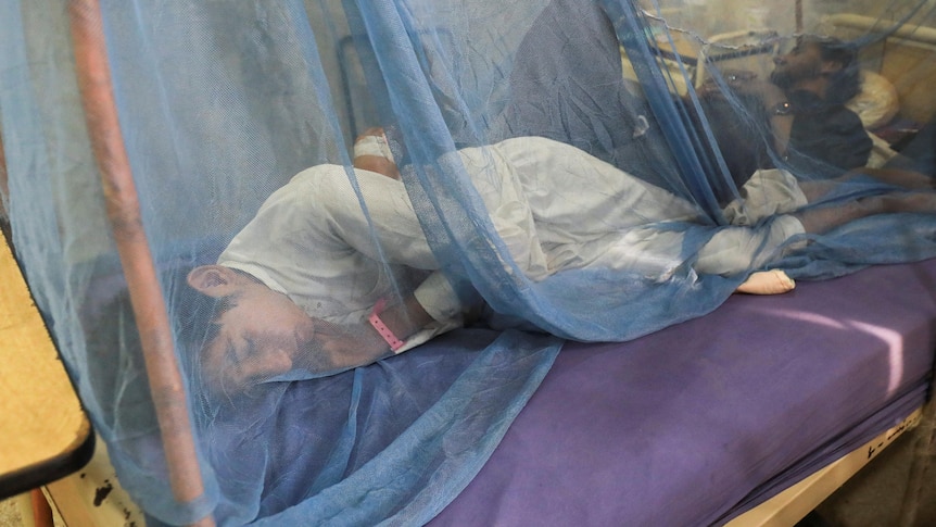 Young boy curls under blue mesh mosquito net on purple bedding 