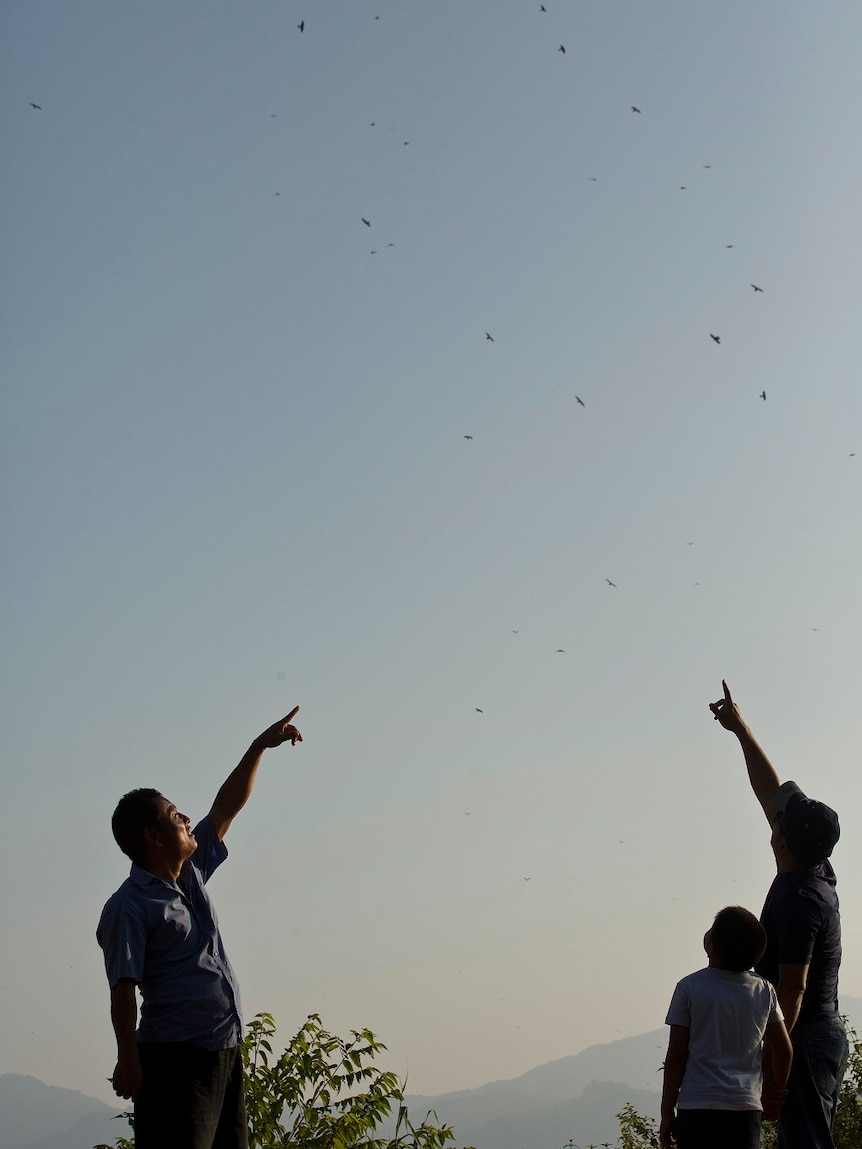 A child stands with two adults as they point upwards and look at a flock of falcons flying overhead.