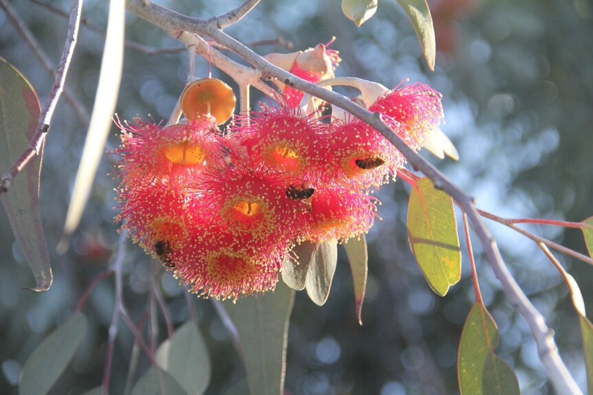 A close up of a bee on a eucalyptus silver princess