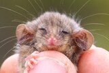 A tiny possum being held in fingers