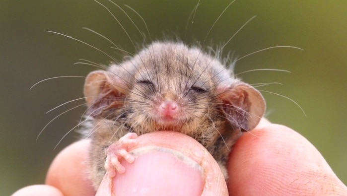 A tiny possum being held in fingers