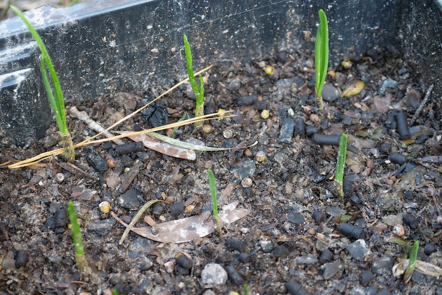 Green garlic sprouts coming out of soil.