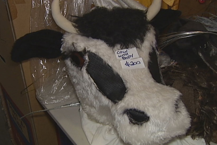 Cow costume head for sale in the Queensland Ballet Costume and Scenery sale in West End