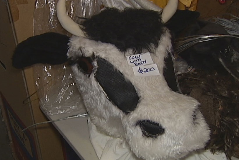 Head of cow costume for sale at the Queensland Ballet costume and scenery sale at West End