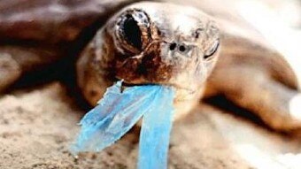 Turtle with plastic in mouth.