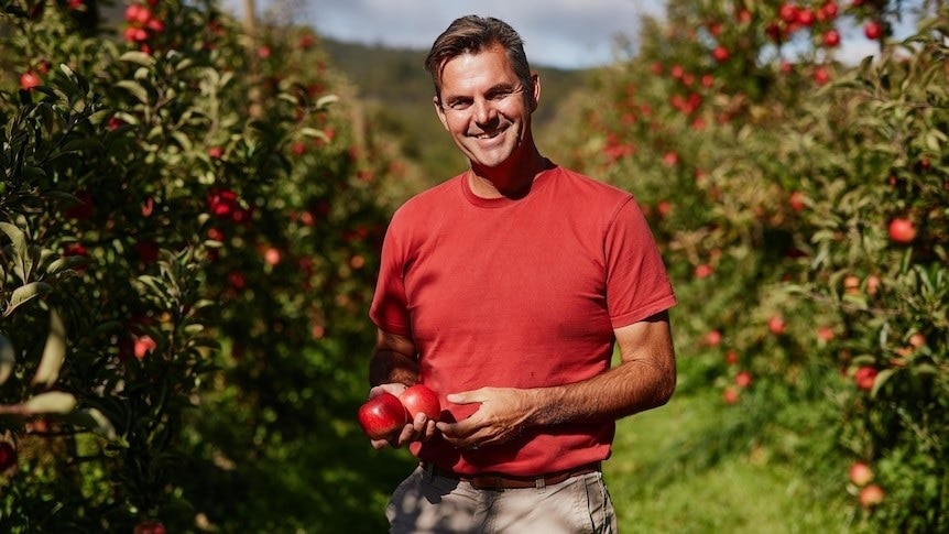 A man dressed in a red shirt holding two apples in the orchard