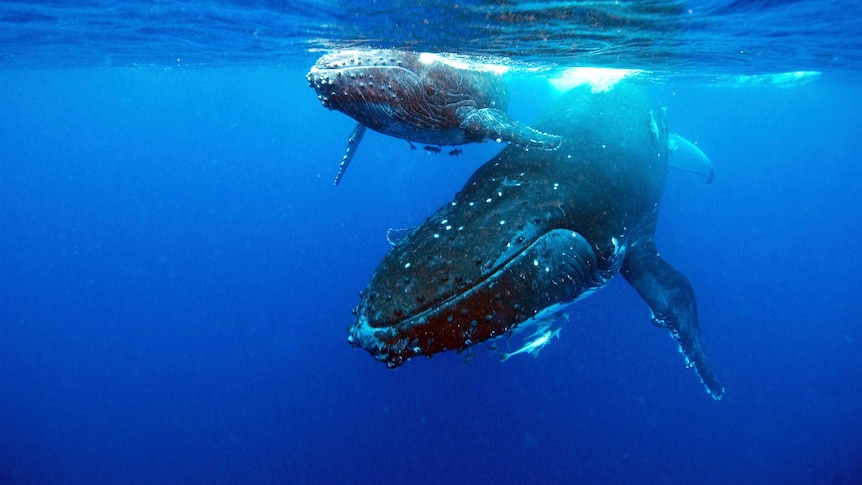 Humpback whales