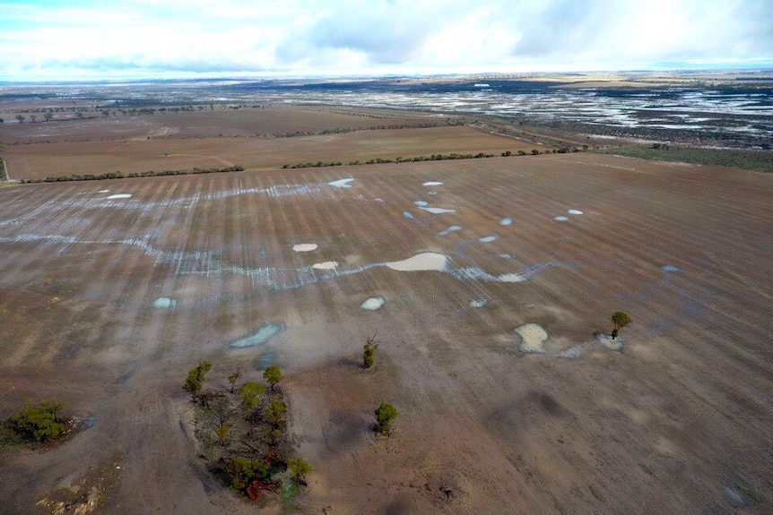 Puddles of water remain in paddocks in Bruce Rock, after a downpour of rain on Wednesday.