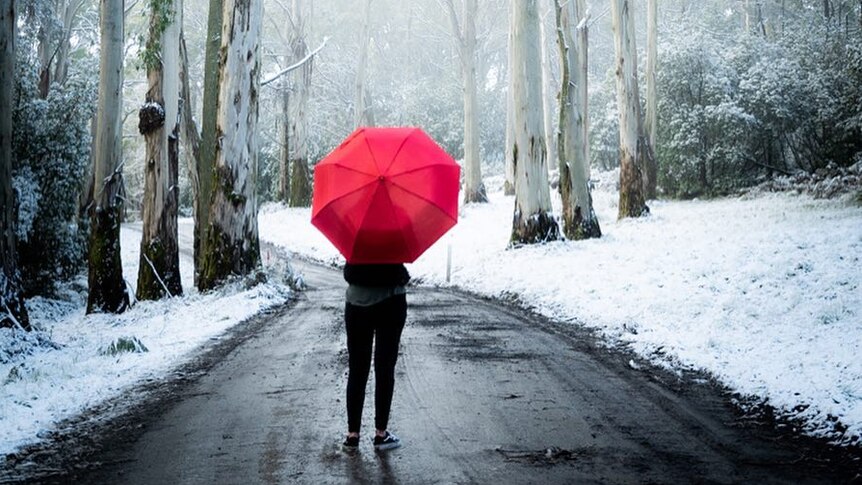 A person holding a red umbrella walks through snow covered bush.