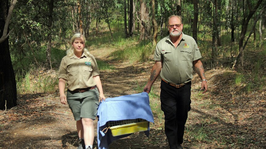 Currumbin Wildlife Hospital and Wildcare carers carry a koala cage