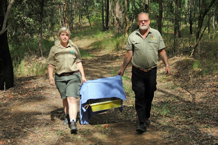 Currumbin Wildlife Hospital and Wildcare carers carry a koala cage