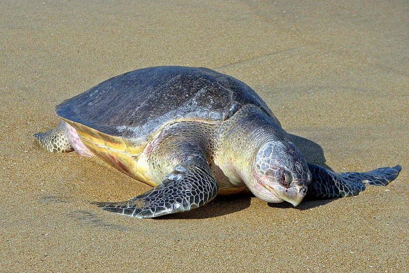 An adult olive ridley turtle