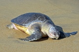 An adult olive ridley turtle